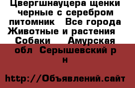 Цвергшнауцера щенки черные с серебром питомник - Все города Животные и растения » Собаки   . Амурская обл.,Серышевский р-н